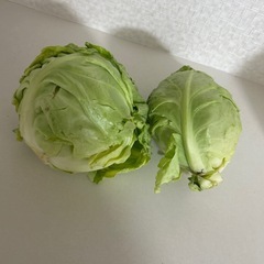 キャベツ差し上げますの画像
