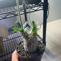 パキポディウムの画像