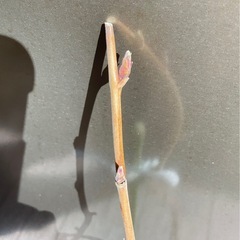 トゲなし　一季なりラズベリー　グレンアンプル✨前年枝鉢ごとお譲り の画像