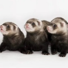 一般事務✨テンプレートあり✨好きな時間に出勤可✨の画像