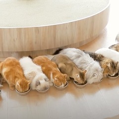 猫カフェ友達作りたいっ❣️🐈🐈‍⬛