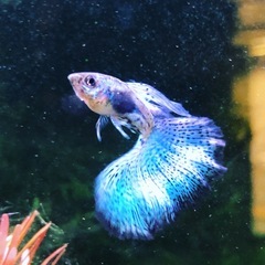 【熱帯魚】国産ブルーグラスグッピー稚魚30匹の画像