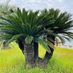 ソテツ譲ってください