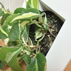 フィロデンドロン ブラジル　観葉植物🍃の画像