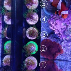 海水サンゴ スターポリプ（ロングポリプ）フラグの画像