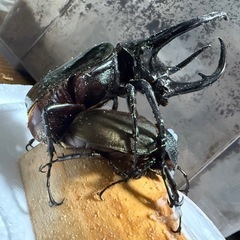 マレーコーカサスオオカブト3令幼虫ペアの画像