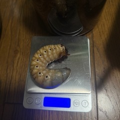 マレーコーカサスオオカブト3令幼虫ペアの画像