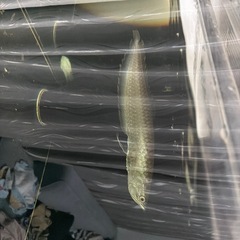 ブラックアロワナ　30センチクライの画像