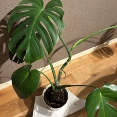 大きめモンステラ 観葉植物 横幅約100cm インテリアグリーン 鉢付き の画像