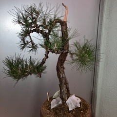 琉球松　盆栽の画像