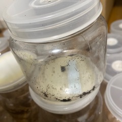 菌糸ボトルまとめの画像