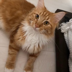 【里親募集】ふわふわ茶トラ長毛の猫（3歳）避妊去勢済み