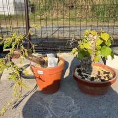 ガジュマル　盆栽の画像