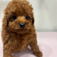 トイプードル　女の子