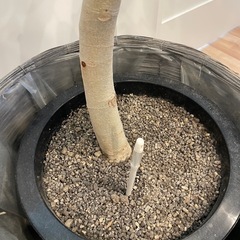 観葉植物フィカスベンガレンシス　高さ175cmの画像