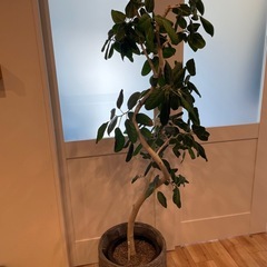 観葉植物フィカスベンガレンシス　高さ175cmの画像