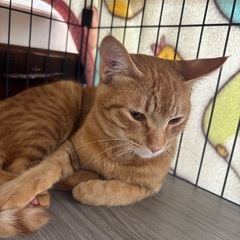 3月15日（日）💖小郡イオンの譲渡会に参加します！茶トラの…