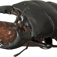 アルキデスヒラタクワガタ中歯型♂85㍉♀3頭カルテットの画像