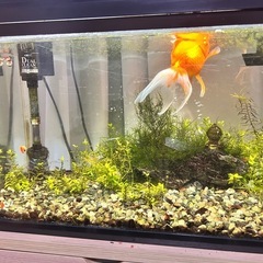 金魚【1匹1500円】琉金 2匹セット（約8-10cm）元気で綺麗な個体ですの画像