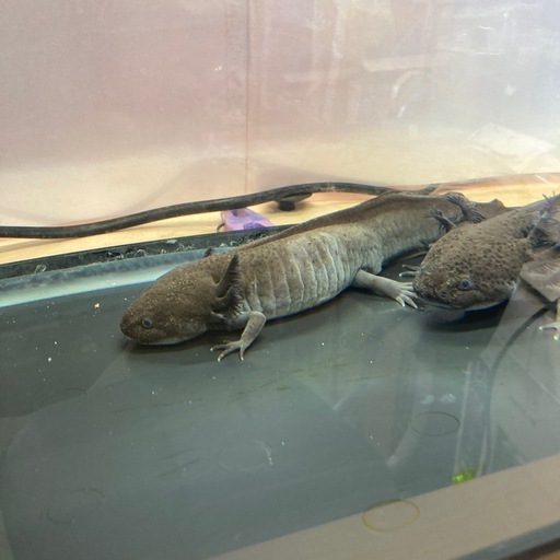 ウーパールーパー♂︎︎ ♀ペア・60cm水槽