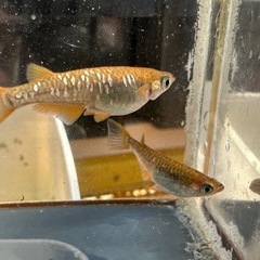 メダカ 雷鳥カガミ鱗 2ベアの画像