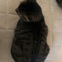 猫　ほんとにすぐお願いします。すぐです🙇‍♂️🙇 - 猫