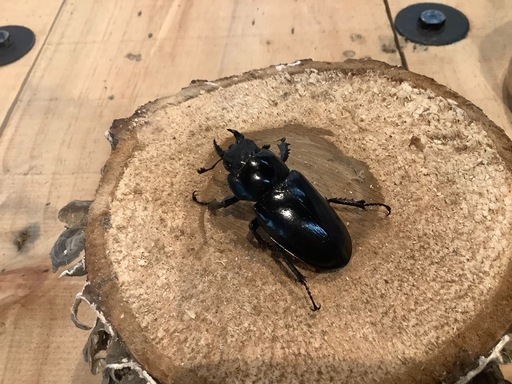 ユダイクスミヤマ　♂♀♀ トリオ　セット