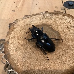 ユダイクスミヤマ　♂♀♀ トリオ　セットの画像