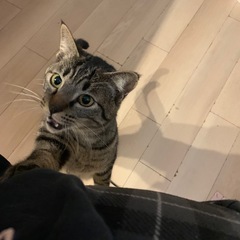 猫　ほんとにすぐお願いします。すぐです🙇‍♂️🙇 - 里親募集