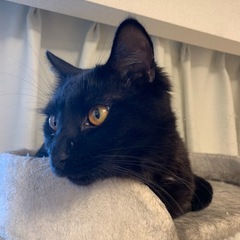 猫　すぐにお願いします🙇‍♂️