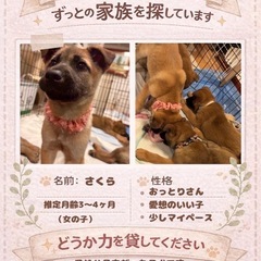 殺処分予定だった子の里親さん募集中です🐶