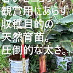どでかい鉢15号以上【口径50cm以上80cm未満】ください。 - 宮古島市