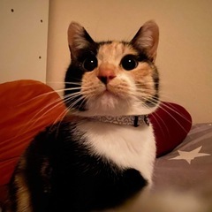 急募:人懐っこいのミケちゃん里親探しています。