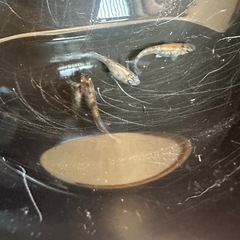 メダカ 龍炎🔥 1ベア＋メスの画像