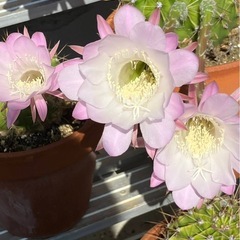 サボテン、団扇サボテン、不夜城アロエの画像