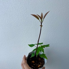 アボガド＆パパイヤの苗🌱の画像