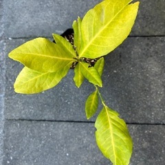 無農薬　レモンの挿し木苗の画像
