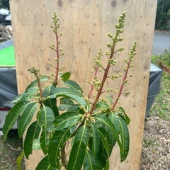 超美味◇キンコウマンゴーの苗木の画像