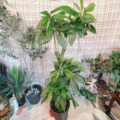 フェイクグリーン③の画像