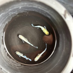 エメキンメダカの画像