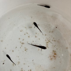 小川ブラックメダカの画像