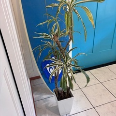 1m ドラセナ・ワーネッキー　西海岸風インテリア シンボルツリー 引き取り限定の画像
