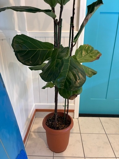 5【フィカス（ゴムの木）約200cm】超大型観葉植物｜シンボルツリー｜BLUE DOOR PLANTS