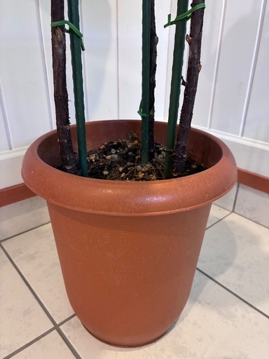5【フィカス（ゴムの木）約200cm】超大型観葉植物｜シンボルツリー｜BLUE DOOR PLANTS