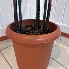 200cm フィカス　ゴムの木　西海岸風インテリア シンボルツリー 引き取り限定の画像