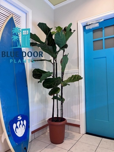 5【フィカス（ゴムの木）約200cm】超大型観葉植物｜シンボルツリー｜BLUE DOOR PLANTS