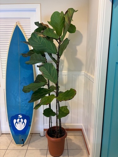 5【フィカス（ゴムの木）約200cm】超大型観葉植物｜シンボルツリー｜BLUE DOOR PLANTS