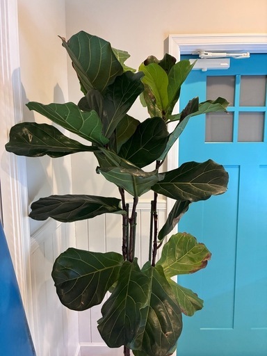 5【フィカス（ゴムの木）約200cm】超大型観葉植物｜シンボルツリー｜BLUE DOOR PLANTS