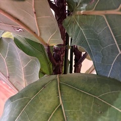 190cm フィカス　ゴムの木　西海岸風インテリア シンボルツリー 引き取り限定の画像