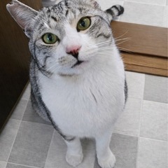 サバトラギンくん再募集‼️